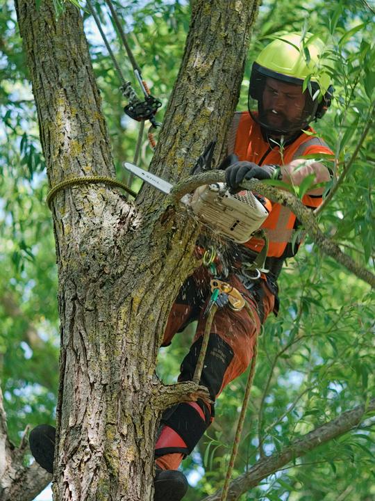 Quill Hall climber pruning a branch with a chainsaw high in a broadleaf canopy