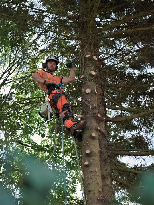 Quill Hall climber roped and ascending the stem of a tall conifer