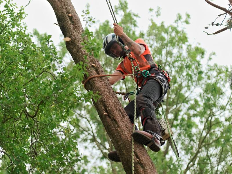 Arborist thinning a leafy tree canopy with a chainsaw while roped in