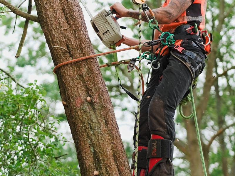 Climbing arborist roped and harnessed in a tree, rigging it for sectional dismantling