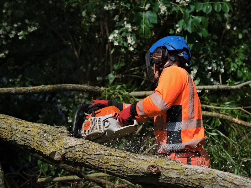 Arborist cutting a felled tree trunk into sections on the ground after a controlled fell