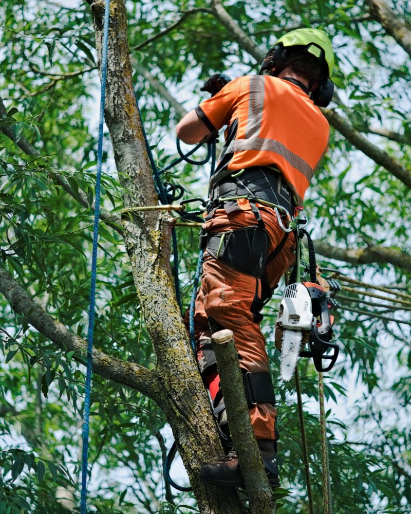 Quill Hall arborist roped and harnessed high in a leafy tree with a chainsaw, working in the canopy