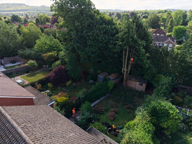 Aerial view of a large conifer being dismantled by a crew beside houses and gardens