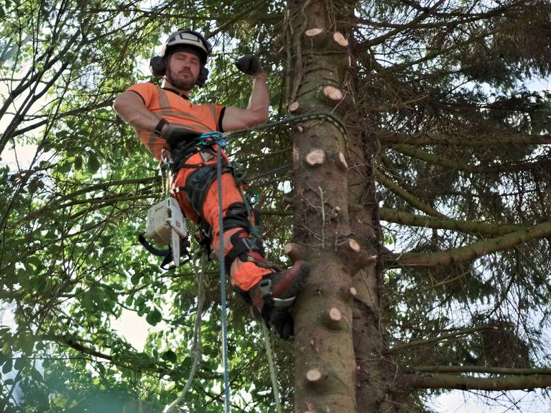 Climbing arborist roped into a tall conifer, taking it down in sections from the top