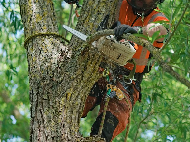 Arborist working up in a tree canopy with a chainsaw, roped and harnessed